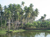 View of Coconut Trees