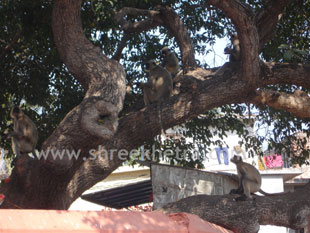 Monkeys enjoying their food on tree