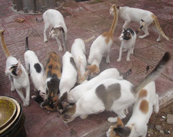 Cats at Baliharachandi Temple premises