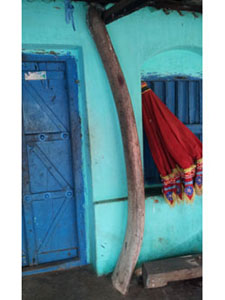 Whale tooth kept at Baliharachandi Temple premises