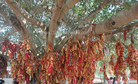 Devotees tied red cloth on the tree to fulfill their wishes