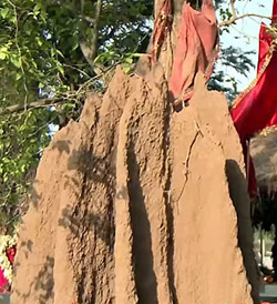 Ant hill near Daru tree