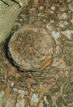 Symbol of Chakra (Wheel) on the Daru