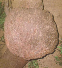 Symbol of Padma (Lotus) on the Daru
