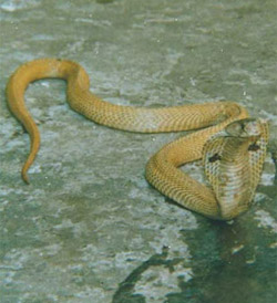 Snake guarding the Daru tree