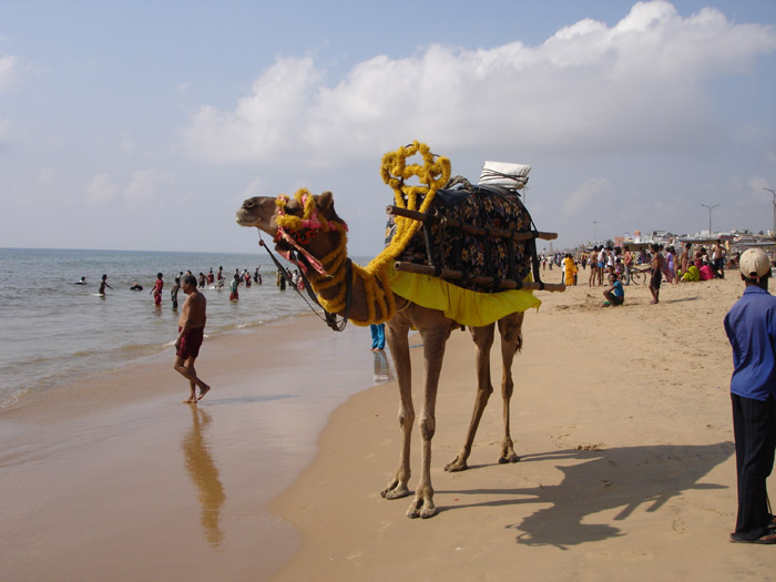 Camel Ride at Puri Sea Beach