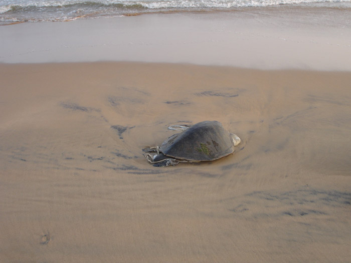 Dead Turtle at Puri Sea Beach